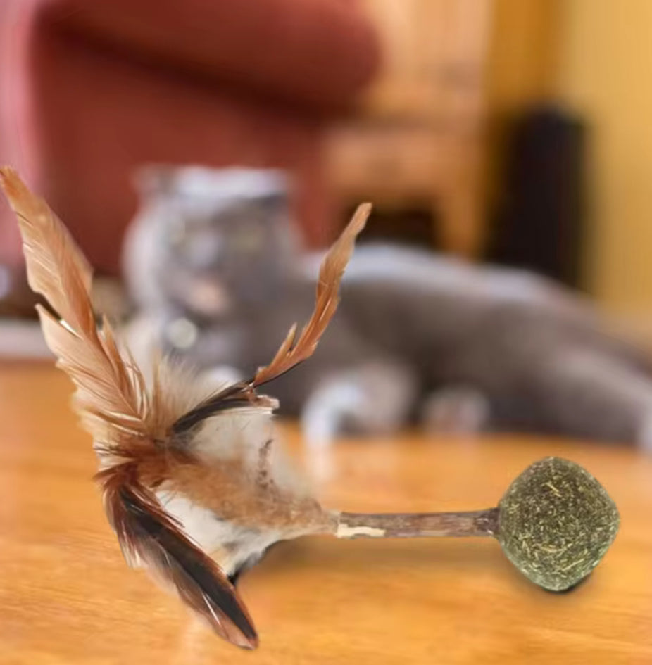 CATNIP MADERITA