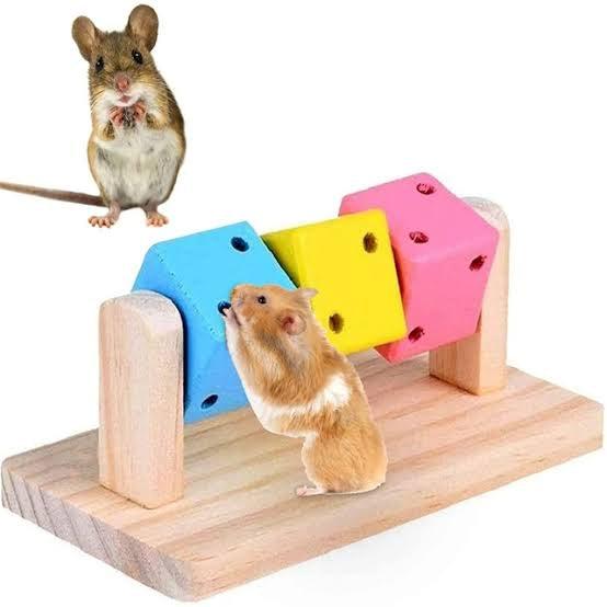 GIMNASIO DADO HÁMSTER🐹